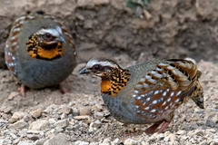 Arborophila rufogularis