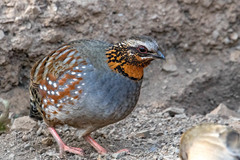 Arborophila rufogularis