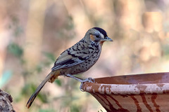 Ianthocincla rufogularis