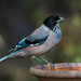 Black-headed Jay - Photo (c) Uday Agashe, some rights reserved (CC BY-NC), uploaded by Uday Agashe