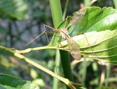 Tipula fulvipennis