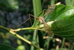 Tipula fulvipennis