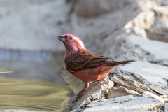Carpodacus rodochroa