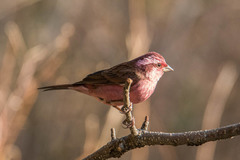 Carpodacus rodochroa