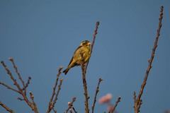 Chloris spinoides