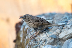 Anthus sylvanus