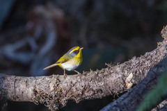 Abroscopus schisticeps