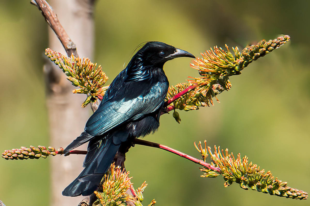 Crested Drongo photo
