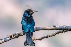 Hair-Crested Drongo photo 2