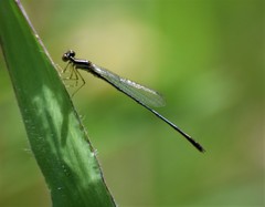 Enallagma dubium