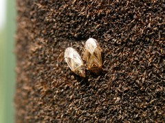 Chilacis typhae