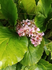 Bergenia