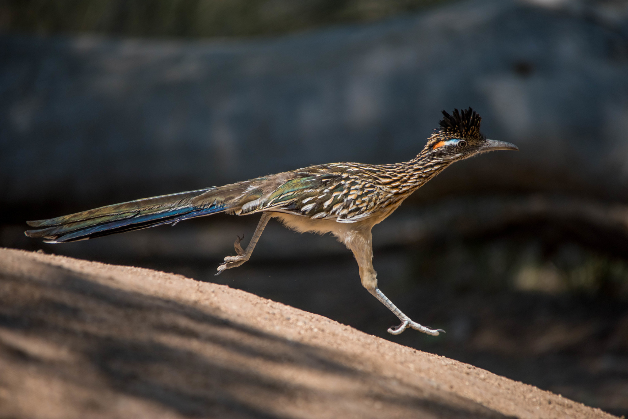 Wildlife Around Las Vegas, Greater Roadrunner (Geococcyx californianus)