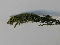 Panicum miliaceum miliaceum