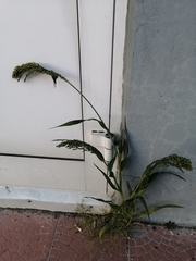 Panicum miliaceum miliaceum