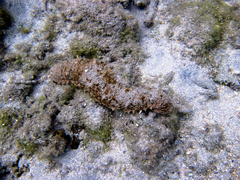 Actinopyga echinites