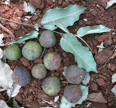 Klainedoxa gabonensis