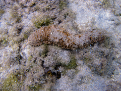 Actinopyga echinites