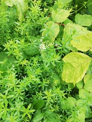 Galium mollugo