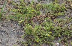 Potentilla paradoxa