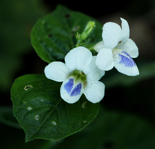 Asystasia gangetica subsp. micrantha image