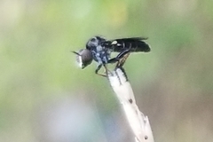 Hadrokolos texanus