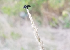 Hadrokolos texanus