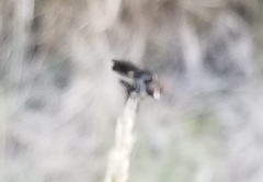 Hadrokolos texanus