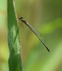 Enallagma dubium