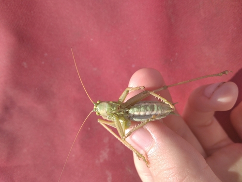 Upland Green Bush-cricket photo 5