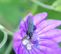 Empis pennipes