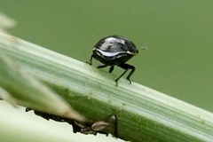 Corimelaena lateralis