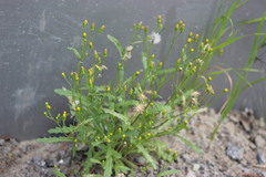 Senecio dubitabilis