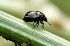 Corimelaena lateralis