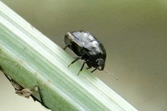 Corimelaena lateralis