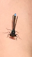 Ischnura cervula
