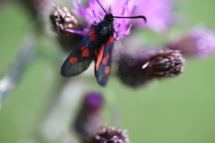 Zygaena viciae