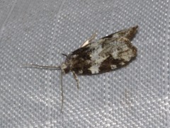 Acleris variana