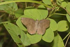 Tagiadini