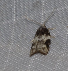 Acleris variana