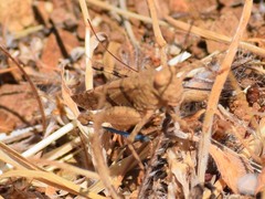 Trimerotropis occidentalis