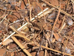 Trimerotropis occidentalis