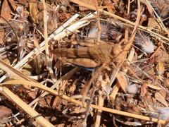 Trimerotropis occidentalis