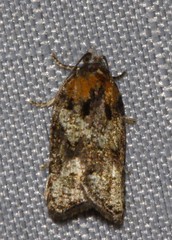 Acleris variana