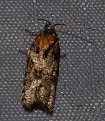 Acleris variana