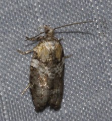 Acleris variana