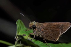 Pelopidas mathias mathias