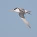 Little Tern - Photo (c) Joaquim Maceira Muchaxo, some rights reserved (CC BY-NC-ND)