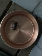 Enaphalodes hispicornis