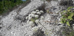 Pimpinella titanophila